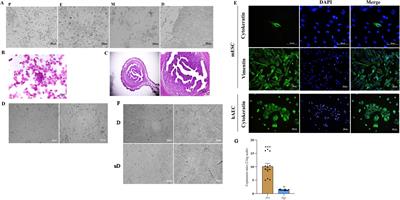 In-utero transfer of decidualized endometrial stromal cells increases the frequency of regulatory T cells and normalizes the abortion rate in the CBA/J × DBA/2 abortion model